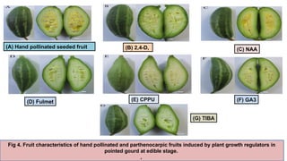 Recent advances in parthenocarpy and it's application in vegetable crop ...
