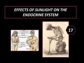 EFFECTS OF SUNLIGHT ON THE
ENDOCRINE SYSTEM
17
 