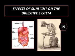 EFFECTS OF SUNLIGHT ON THE
DIGESTIVE SYSTEM
19
 