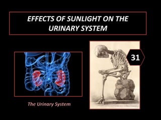 EFFECTS OF SUNLIGHT ON THE
URINARY SYSTEM
31
The Urinary System
 