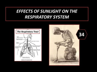 EFFECTS OF SUNLIGHT ON THE
RESPIRATORY SYSTEM
34The Urinary System
The Respiratory Tract
 