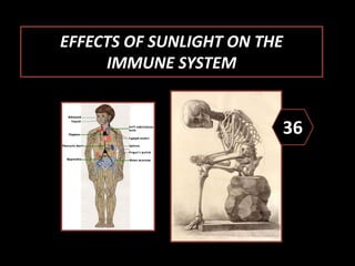 EFFECTS OF SUNLIGHT ON THE
IMMUNE SYSTEM
36
 