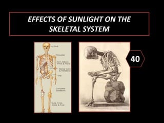 EFFECTS OF SUNLIGHT ON THE
SKELETAL SYSTEM
40
 