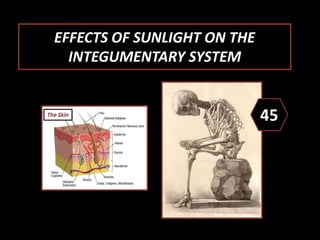 EFFECTS OF SUNLIGHT ON THE
INTEGUMENTARY SYSTEM
45The Urinary System
The Skin
 