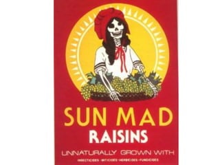 Sun mad raisins MAS/BBL 2023
