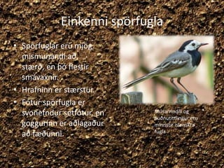 Einkenni spörfuglaSpörfuglar eru mjög mismunandi að stærð, en þó flestir smávaxnir.Hrafninn er stærstur. Fótur spörfugla er svonefndur setfótur, en goggurinn er aðlagaður að fæðunni.Músarrindill og auðnutittlingur eru minnstir íslenskra fugla