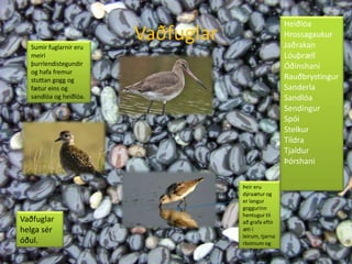VaðfuglarHeiðlóaHrossagaukurJaðrakanLóuþrællÓðinshaniRauðbrystingurSanderlaSandlóaSendingurSpóiStelkurTildraTjaldurÞórshaniSumir fuglarnir eru meiri þurrlendistegundir og hafa fremur stuttan gogg og fætur eins og sandlóa og heiðlóa.Þeir eru dýraætur og er langur goggurinn hentugur til að grafa eftir æti í leirum, tjarnarbotnum og jarðvegi. Vaðfuglar helga sér óðul. 