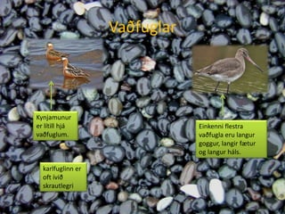 VaðfuglarKynjamunur er lítill hjá vaðfuglum.Einkenni flestra vaðfugla eru langur goggur, langir fætur og langur háls.karlfuglinn er oft ívið skrautlegri