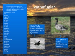              Vatnafuglar       Auk andfuglanna eru hér tveir vatnafuglar, sem hafa lífshætti ekki ósvipaða og hjá öndum. Það eru lómur og himbrimi,Vatnafuglarnir heita:ÁlftBlesgæsDuggöndFlórgoðiGargöndGraföndGrágæsGulöndHávellaHeiðagæsHelsingiHimbrimiHrafnsöndHúsöndLómurMargæsRauðhöfðaöndSkeiðöndSkúföndStokköndStraumöndToppöndUrtöndÆðafugl Hluti af fæðu buslanda,kafanda og fiskianda, er úr dýraríkinuÁlft, gæsir og sumar buslendur eru grasbítar. 
