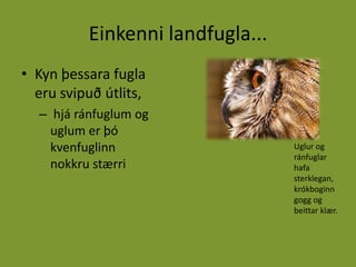 Einkenni landfugla...Kyn þessara fugla eru svipuð útlits, hjá ránfuglum og uglum er þó kvenfuglinn nokkru stærriUglur og ránfuglar hafa sterklegan, krókboginn gogg og beittar klær.