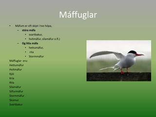Máffuglar Máfum er oft skipt í tvo hópa, stóra máfa svartbakur, hvítmáfur, sílamáfur o.fl.) Og litla máfahettumáfur, rita StormmáfurMáffuglar  eru:Hettumáfur HvítmáfurKjóiKríaRita SílamáfurSilfurmáfurStormmáfurSkúmur Svartbakur