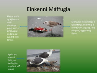 Einkenni MáffuglaFlestir máfar og kjóar eru með sterklegan gogg, sem er krókboginn í endann og sundfit milli tánna.Máffuglar lifa aðallega á sjávarfangi, en einnig á skordýrum, úrgangi, fuglsungum, eggjum og fleiruKynin eru eins að útliti, en karlfuglinn er oftast ívið stærri. 