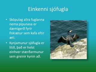 Einkenni sjófugla Sköpulag allra fuglanna nema pípunasa er dæmigerð fyrir fiskiætur sem kafa eftir æti. Kynjamunur sjófugla er lítill, það er helst einhver stærðarmunur sem greinir kynin að.