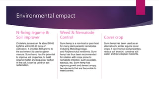 Environmental empact
N-fixing legume &
Soil improver
Crotalaria juncea can fix about 50-60
kg N/ha within 60-90 days of
cultivation. It provides 60 kg N/ha to
the soil when it is used as green
manure. Sunn hemp has the potential
to improve soil properties, to build
organic matter and sequester carbon
in the soil. It can be used for soil
reclamation.
Weed & Nematode
Control
Sunn hemp is a non-host or poor host
for many plant-parasitic nematodes
including Meloidogynespp.
and Rotylenchulus reniformis. Sunn
hemp has thus been recommended
for rotation with crops prone to
nematode infection, such as potato,
tobacco, etc. Sunn hemp has
vigorous growth and dense canopy,
two elements that are favourable to
weed control.
Cover crop
Sunn hemp has been used as an
alternative to winter legume cover
crops. It can improve soil properties,
reduce soil erosion, conserve soil
water, and recycle plant nutrients.
 