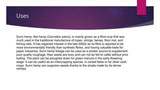 Uses
Sunn hemp, like hemp (Cannabis sativa), is mainly grown as a fibre crop that was
much used in the traditional manufacture of ropes, strings, twines, floor mat, and
fishing nets. It has regained interest in the late 2000s as its fibre is reported to be
more environmentally friendly than synthetic fibres, and having valuable traits for
paper industries. Sunn hemp foliage can be used as a protein source to supplement
poor quality roughage. Raw seeds are toxic and can not be fed to cattle without prior
boiling. The plant can be ploughed down for green manure in the early flowering
stage. It can be useful as an intercropping species, in cereal fields or for other cash
crops. Sunn hemp can suppress weeds thanks to the shade made by its dense
canopy
 