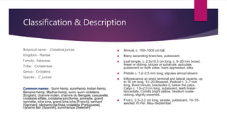 Classification & Description
Botanical name:- Crotaleria juncea
Kingdom:- Plantae
Famuly:- Fabaceae
Tribe:- Crotalerieae
Genus:- Crotaleria
Species:- C. juncea
Common names:- Sunn hemp, sunnhemp, Indian hemp,
Benares hemp, Madras hemp, sunn, sunn crotalaria
[English]; chanvre indien, chanvre du Bengale, cascavelle,
crotalaire effilée, crotalaire jonciforme, sonnette, grand
sonnette, tcha tcha, grand tcha tcha [French]; sanhanf
[German]; cânhamo-da-Índia crotalária [Portuguese];
cáñamo san [Spanish]; sunnhampa [Swedish]
 Annual, c. 100–1000 cm tall.
 Many ascending branches, pubescent.
 Leaf simple, c. 2.5v10.5 cm long, c. 6–20 mm broad,
linear or oblong, obtuse or subacute, apiculate,
pubescent on both sides, hairs appressed, silky.
 Petiole c. 1.2–2.5 mm long; stipules almost absent.
 Inflorescence an erect terminal and lateral raceme, up
to 30 cm long, 12–20-flowered. Pedicel c. 3–7 mm
long. Bract minute; bracteoles 2, below the calyx.
Calyx c. 1.8–2.0 cm long, pubescent, teeth linear-
lanceolate. Corolla bright yellow. Vexillum ovate-
oblong, slightly exserted.
 Fruit c. 2.5–3.2 cm long, sessile, pubescent, 10–15-
seeded. Fl.Per. May–September.
 