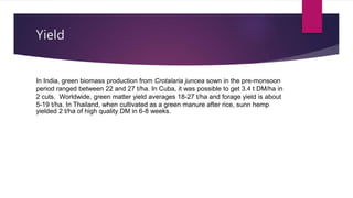 Yield
In India, green biomass production from Crotalaria juncea sown in the pre-monsoon
period ranged between 22 and 27 t/ha. In Cuba, it was possible to get 3.4 t DM/ha in
2 cuts. Worldwide, green matter yield averages 18-27 t/ha and forage yield is about
5-19 t/ha. In Thailand, when cultivated as a green manure after rice, sunn hemp
yielded 2 t/ha of high quality DM in 6-8 weeks.
 