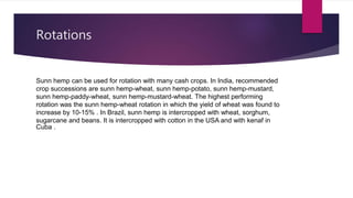 Rotations
Sunn hemp can be used for rotation with many cash crops. In India, recommended
crop successions are sunn hemp-wheat, sunn hemp-potato, sunn hemp-mustard,
sunn hemp-paddy-wheat, sunn hemp-mustard-wheat. The highest performing
rotation was the sunn hemp-wheat rotation in which the yield of wheat was found to
increase by 10-15% . In Brazil, sunn hemp is intercropped with wheat, sorghum,
sugarcane and beans. It is intercropped with cotton in the USA and with kenaf in
Cuba .
 