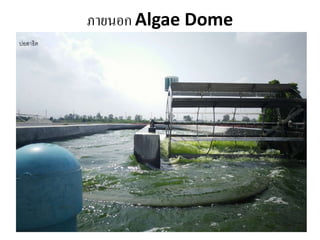 ภายนอก Algae Dome
บ่อสำธิต
 