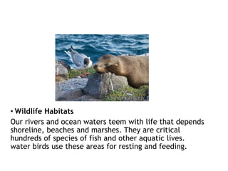 • Wildlife Habitats
Our rivers and ocean waters teem with life that depends
shoreline, beaches and marshes. They are critical
hundreds of species of fish and other aquatic lives.
water birds use these areas for resting and feeding.
 