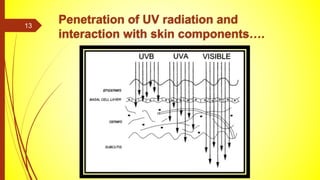 Penetration of UV radiation and
interaction with skin components….
13
 