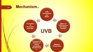 UVB
Chromopho
res
(DNA)
Effect of
UVB rays on
the blood
vessels.
Melanin
Production
Transport of
melanin to
newly
developed
keratinocyte
s .
Formation
of
Protective
Sun-Tan.
14
 