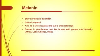 Melanin
• Skin’s protective sun filter
• Natural pigment
• Acts as a shield against the sun’s ultraviolet rays
• Greater in populations that live in area with greater sun intensity
(Africa, Latin America, India)
 