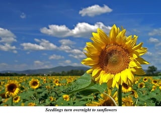Seedlings turn overnight to sunflowers