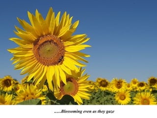 ..…Blossoming even as they gaze