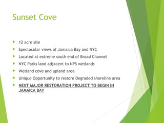 Sunset Cove
 12 acre site
 Spectacular views of Jamaica Bay and NYC
 Located at extreme south end of Broad Channel
 NYC Parks land adjacent to NPS wetlands
 Wetland cove and upland area
 Unique Opportunity to restore Degraded shoreline area
 NEXT MAJOR RESTORATION PROJECT TO BEGIN IN
JAMAICA BAY
 