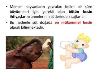 • Memeli hayvanların yavruları belirli bir süre
  büyümeleri için gerekli olan bütün besin
  ihtiyaçlarını annelerinin sütlerinden sağlarlar.
• Bu nedenle süt doğada en mükemmel besin
  olarak bilinmektedir.
 