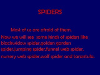 SPIDERS Most of us are afraid of them. Now we will see  some kinds of spiders like blackwidow spider,golden garden  spider,jumping spider,funnel web spider, nursery web spider,wolf spider and tarantula. 
