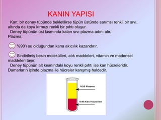 KANIN YAPISI
 Kan; bir deney tüpünde bekletilirse tüpün üstünde sarımsı renkli bir sıvı,
altında da koyu kırmızı renkli bir pıhtı oluşur.
 Deney tüpünün üst kısmında kalan sıvı plazma adını alır.
Plazma;

     %90’ı su olduğundan kana akıcılık kazandırır.

    Sindirilmiş besin molekülleri, atık maddeleri, vitamin ve madensel
maddeleri taşır.
 Deney tüpünün alt kısmındaki koyu renkli pıhtı ise kan hücreleridir.
Damarların içinde plazma ile hücreler karışmış haldedir.
 