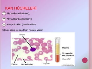 KAN HÜCRELERİ
    Alyuvarlar (eritrositler),

    Akyuvarlar (lökositler) ve

    Kan pulcukları (trombositler)

Olmak üzere üç çeşit kan hücresi vardır.
 