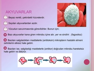 AKYUVARLAR
    Beyaz renkli, çekirdekli hücrelerdir.

    Sayıları alyuvarlardan azdır.

    Vücudun savunmasında görevlidirler. Bunun için;

   Bazı akyuvarlar kana giren mikrobu içine alır, yer ve sindirir . (fagositoz)

   Bazıları salgıladıkları maddelerle (antitoksin) mikropların hastalık etmeni
zehirlerini etkisiz hale getirir.

    Bazıları ise, salgıladığı maddelerle (antikor) doğrudan mikrobu hareketsiz
hale getirir ve öldürür.
 