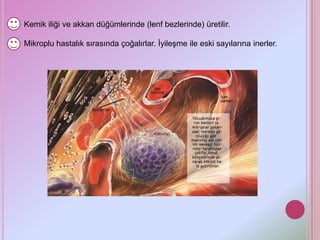 Kemik iliği ve akkan düğümlerinde (lenf bezlerinde) üretilir.

Mikroplu hastalık sırasında çoğalırlar. İyileşme ile eski sayılarına inerler.
 