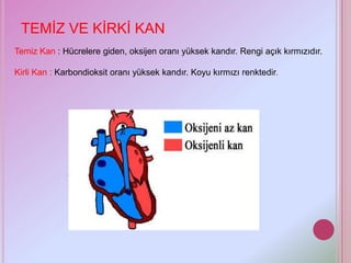 TEMİZ VE KİRKİ KAN
Temiz Kan : Hücrelere giden, oksijen oranı yüksek kandır. Rengi açık kırmızıdır.

Kirli Kan : Karbondioksit oranı yüksek kandır. Koyu kırmızı renktedir.
 