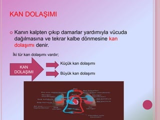 KAN DOLAŞIMI

   Kanın kalpten çıkıp damarlar yardımıyla vücuda
    dağılmasına ve tekrar kalbe dönmesine kan
    dolaşımı denir.
İki tür kan dolaşımı vardır;

                               Küçük kan dolaşımı
      KAN
    DOLAŞIMI                   Büyük kan dolaşımı
 