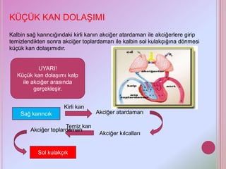 KÜÇÜK KAN DOLAŞIMI
Kalbin sağ karıncığındaki kirli kanın akciğer atardamarı ile akciğerlere girip
temizlendikten sonra akciğer toplardamarı ile kalbin sol kulakçığına dönmesi
küçük kan dolaşımıdır.


            UYARI!
   Küçük kan dolaşımı kalp
     ile akciğer arasında
          gerçekleşir.


                      Kirli kan
    Sağ karıncık                   Akciğer atardamarı

                      Temiz kan
        Akciğer toplardamarı
                                    Akciğer kılcalları


           Sol kulakçık
 