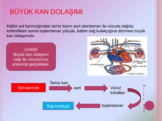 BÜYÜK KAN DOLAŞIMI
Kalbin sol karıncığındaki temiz kanın aort atardamarı ile vücuda dağılıp
kirlendikten sonra toplardamar yoluyla, kalbin sağ kulakçığına dönmesi büyük
kan dolaşımıdır.


           UYARI!
   Büyük kan dolaşımı
    kalp ile vücudumuz
   arasında gerçekleşir.



                           Temiz kan
                                                                           K
      Sol karıncık                     aort             Vücut              i
                                                        kılcalları         r
                                                                           l
                                                                           i

                      Sağ kulakçık                  toplardamar            k
                                                                           a
                                                                           n
 