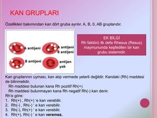 KAN GRUPLARI
Özellikleri bakımından kan dört gruba ayrılır. A, B, 0, AB gruplarıdır.


                                                            EK BİLGİ
                                              Rh faktörü ilk defa Rhesus (Resus)
                                               maymununda keşfedilen bir kan
                                                       grubu sistemidir.




Kan gruplarının uyması, kan alıp vermede yeterli değildir. Kandaki (Rh) maddesi
de bilinmelidir.
  Rh maddesi bulunan kana Rh pozitif Rh(+)
  Rh maddesi bulunmayan kana Rh negatif Rh(-) kan denir.
Rh’e göre:
1. Rh(+) , Rh(+) ‘e kan verebilir.
2. Rh(-) , Rh(-) ‘ e kan verebilir.
3. Rh(-), Rh(+) ‘ e kan verebilir.
4. Rh(+), Rh(-) ‘ e kan veremez.
 
