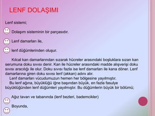 LENF DOLAŞIMI
Lenf sistemi;

    Dolaşım sisteminin bir parçasıdır.

    Lenf damarları ile,

    lenf düğümlerinden oluşur.

    Kılcal kan damarlarından sızarak hücreler arasındaki boşluklara sızan kan
serumuna doku sıvısı denir. Kan ile hücreler arasındaki madde alışverişi doku
sıvısı aracılığı ile olur. Doku sıvısı fazla ise lenf damarları ile kana döner. Lenf
damarlarına giren doku sıvısı lenf (akkan) adını alır.
   Lenf damarları vücudumuzun hemen her bölgesine yayılmıştır.
   Bu lenf ağına, büyüklüğü iğne başından büyük, en fazla fasulye
büyüklüğünden lenf düğümleri yayılmıştır. Bu düğümlerin büyük bir bölümü;

   Ağız tavan ve tabanında (lenf bezleri, bademcikler)

    Boyunda,
 