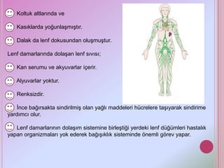 Koltuk altlarında ve

   Kasıklarda yoğunlaşmıştır.

   Dalak da lenf dokusundan oluşmuştur.

Lenf damarlarında dolaşan lenf sıvısı;

   Kan serumu ve akyuvarlar içerir.

   Alyuvarlar yoktur.

   Renksizdir.

    İnce bağırsakta sindirilmiş olan yağlı maddeleri hücrelere taşıyarak sindirime
yardımcı olur.

   Lenf damarlarının dolaşım sistemine birleştiği yerdeki lenf düğümleri hastalık
yapan organizmaları yok ederek bağışıklık sisteminde önemli görev yapar.
 