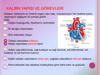 KALBİN YAPISI VE GÖREVLERİ
Dolaşım sisteminin en önemli organı olan kalp, vücudumuzun her tarafına kanın
ulaşmasını sağlayan bir pompa gibidir.
Kalp;
    Göğüs boşluğunda, diyaframın üstündedir.

   İki akciğer arasındadır.

   Dört odacıktan oluşur.

   Üstteki odacıklara kulakçık,
   Alttaki odacıklara karıncık denir.

    Kalbin sağ bölümünde, sağ kulakçık ve sağ karıncık, sol bölümünde, sol
kulakçık ve sol karıncık bulunur.

   Kalbin soldaki odacıklarını temiz kan, sağdaki odacıklarını kirli kan doldurur.

   Karıncıklardaki kas tabakası kulakçıklara göre daha kalın ve güçlüdür.
 