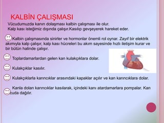 KALBİN ÇALIŞMASI
 Vücudumuzda kanın dolaşması kalbin çalışması ile olur.
 Kalp kası isteğimiz dışında çalışır.Kasılıp gevşeyerek hareket eder.

     Kalbin çalışmasında sinirler ve hormonlar önemli rol oynar. Zayıf bir elektrik
akımıyla kalp çalışır, kalp kası hücreleri bu akım sayesinde hızlı iletişim kurar ve
bir bütün halinde çalışır.

   Toplardamarlardan gelen kan kulakçıklara dolar.

   Kulakçıklar kasılır.

   Kulakçıklarla karıncıklar arasındaki kapaklar açılır ve kan karıncıklara dolar.

   Kanla dolan karıncıklar kasılarak, içindeki kanı atardamarlara pompalar. Kan
vücuda dağılır.
 