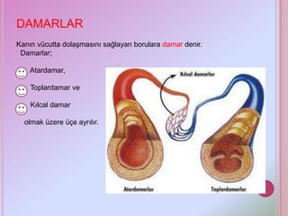 DAMARLAR
Kanın vücutta dolaşmasını sağlayan borulara damar denir.
 Damarlar;

    Atardamar,

    Toplardamar ve

    Kılcal damar

  olmak üzere üçe ayrılır.
 