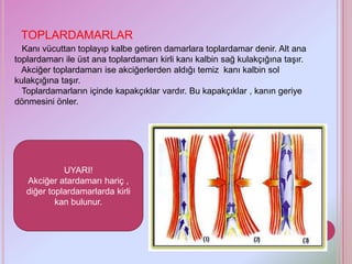TOPLARDAMARLAR
  Kanı vücuttan toplayıp kalbe getiren damarlara toplardamar denir. Alt ana
toplardamarı ile üst ana toplardamarı kirli kanı kalbin sağ kulakçığına taşır.
  Akciğer toplardamarı ise akciğerlerden aldığı temiz kanı kalbin sol
kulakçığına taşır.
  Toplardamarların içinde kapakçıklar vardır. Bu kapakçıklar , kanın geriye
dönmesini önler.




             UYARI!
   Akciğer atardamarı hariç ,
   diğer toplardamarlarda kirli
           kan bulunur.
 