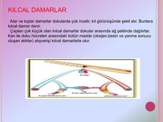 KILCAL DAMARLAR
 Atar ve toplar damarlar dokularda çok incelir, kıl görünüşünde şekil alır. Bunlara
kılcal damar denir.
 Çapları çok küçük olan kılcal damarlar dokular arasında ağ şeklinde dağılırlar.
Kan ile doku hücreleri arasındaki bütün madde (oksijen,besin ve yanma sonucu
oluşan atıklar) alışverişi kılcal damarlarla olur.
 