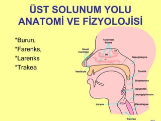 ÜST SOLUNUM YOLU
ANATOMİ VE FİZYOLOJİSİ
*Burun,
*Farenks,
*Larenks
*Trakea
 
