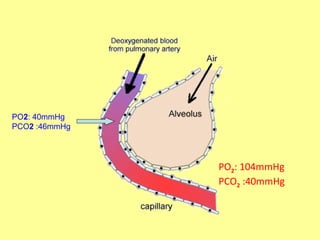 PO2: 40mmHg
PCO2 :46mmHg
PO2: 104mmHg
PCO2 :40mmHg
 